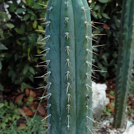Cactus House Gaspar 公寓 扎达尔
