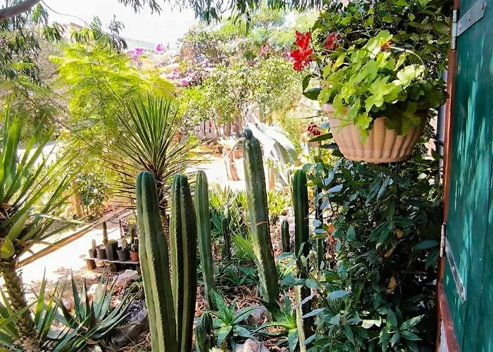 Apartament Cactus House Gaspar *